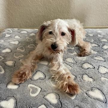 Enlarge Jackson, a Adoptable Schnauzer in San Antonio, TX image 5/6