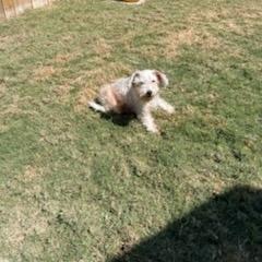 Enlarge Jackson, a Adoptable Schnauzer in San Antonio, TX image 6/6