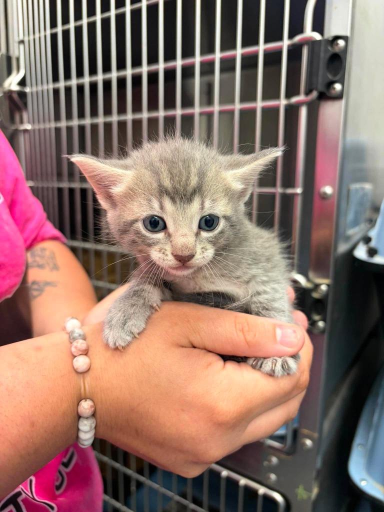 Enlarge Cloudy, a Adoptable mixed breed in Republic, MO image 1/1