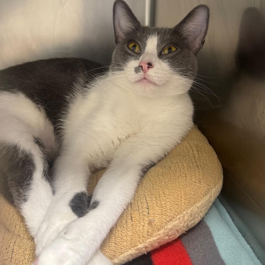 Wee Woo, Adoptable, Young Female Domestic Short Hair.