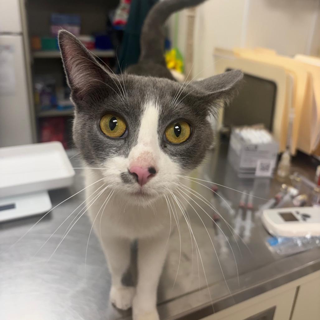 Wee Woo, Adoptable, Young Female Domestic Short Hair.