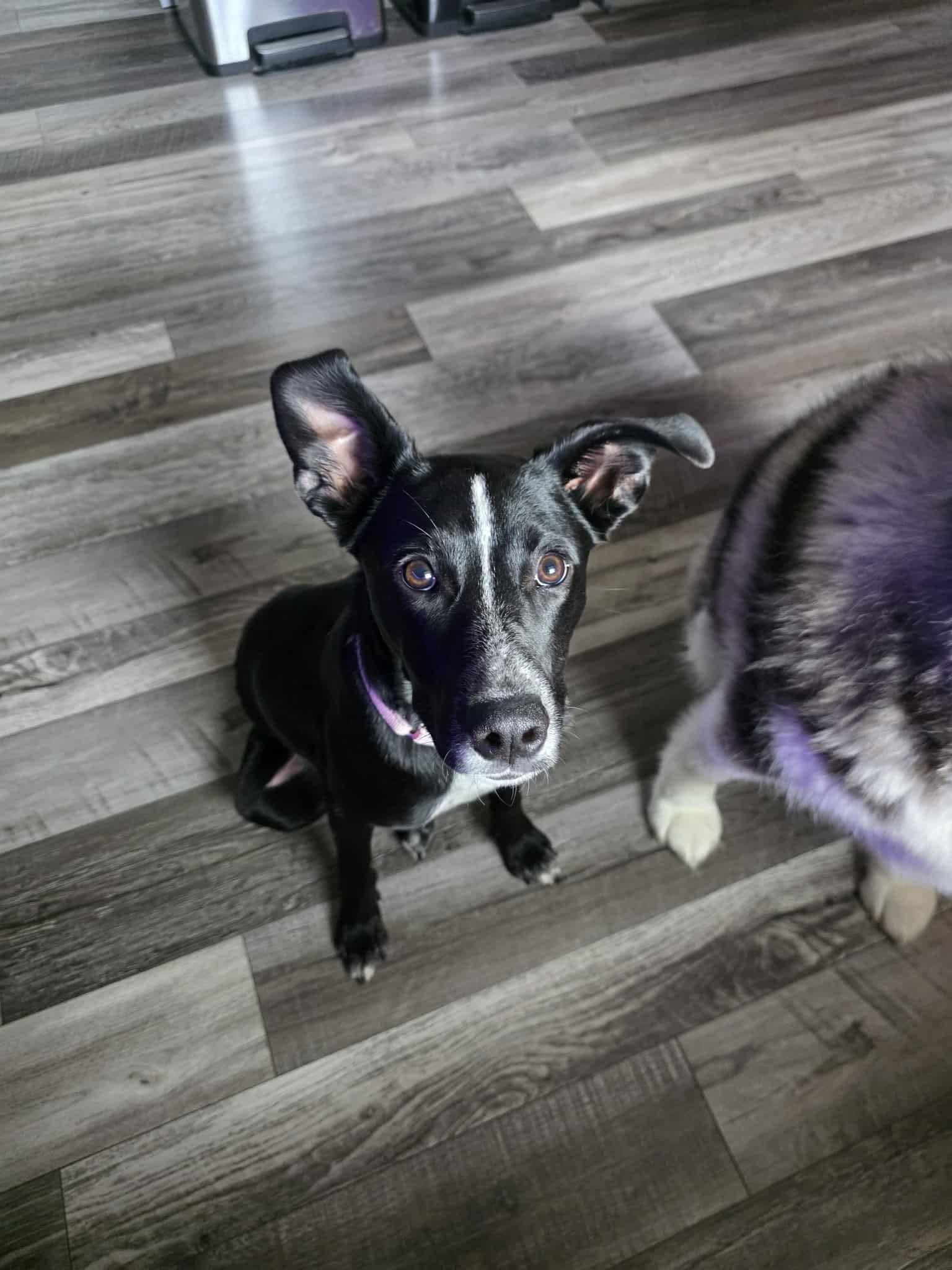 Phoebe, a Adoptable mixed breed in Grand Island, NE image 2/3