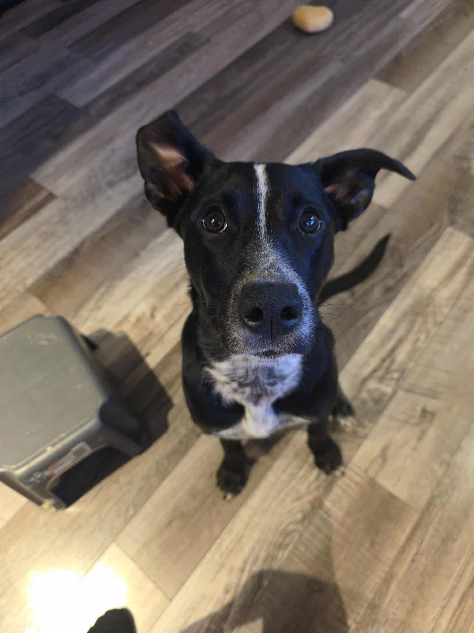 Phoebe, a Adoptable mixed breed in Grand Island, NE image 1/3