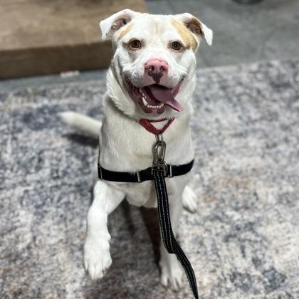 Hairy, Adoptable, Young Male Mixed Breed & Mixed Breed.