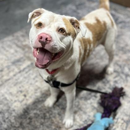 Enlarge Hairy, a Adoptable mixed breed in Janesville, WI image 2/3