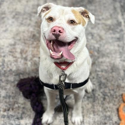 Enlarge Hairy, a Adoptable mixed breed in Janesville, WI image 3/3