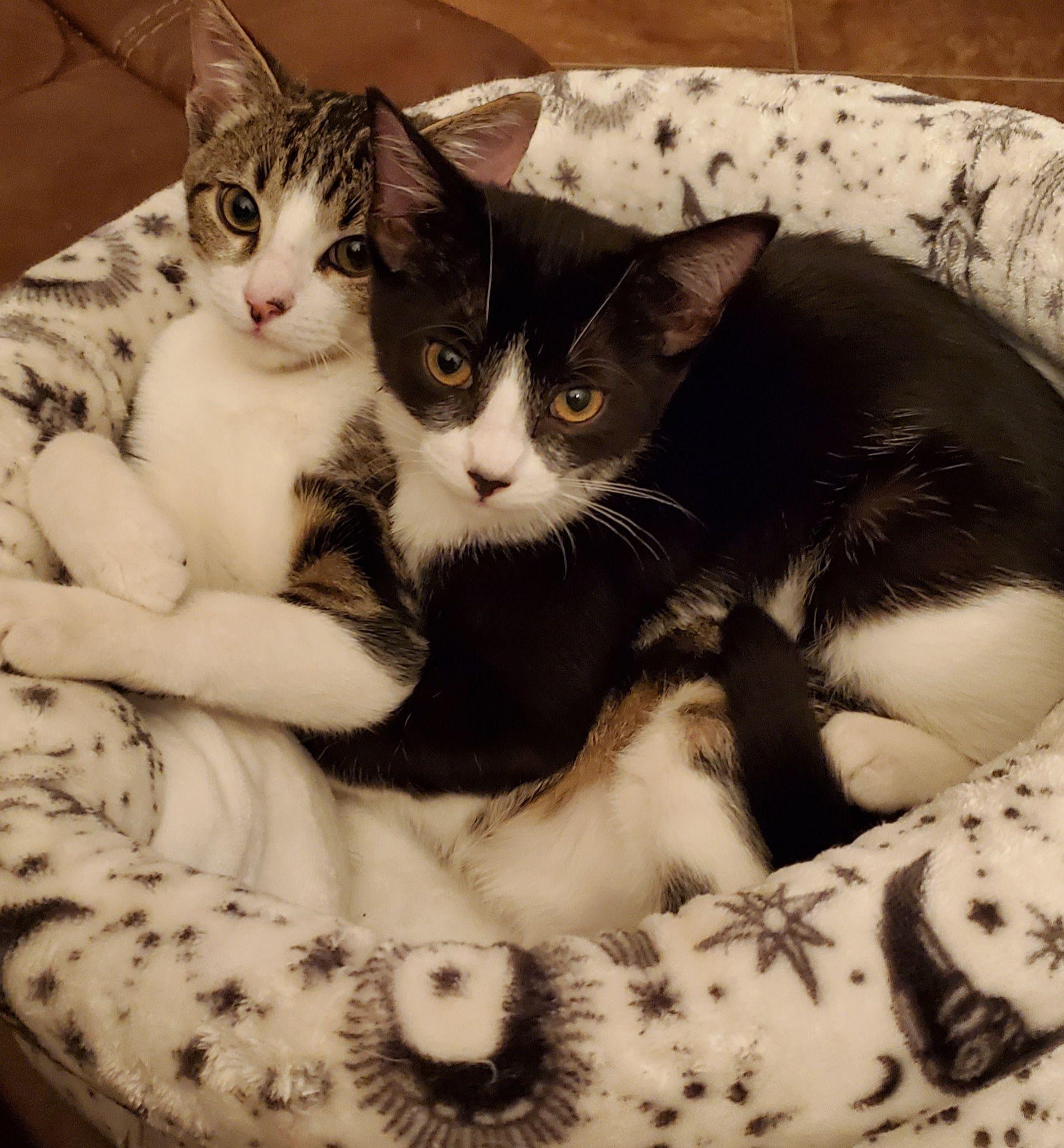 Jefe, a Adoptable Domestic Short Hair in Salinas, CA image 3/3