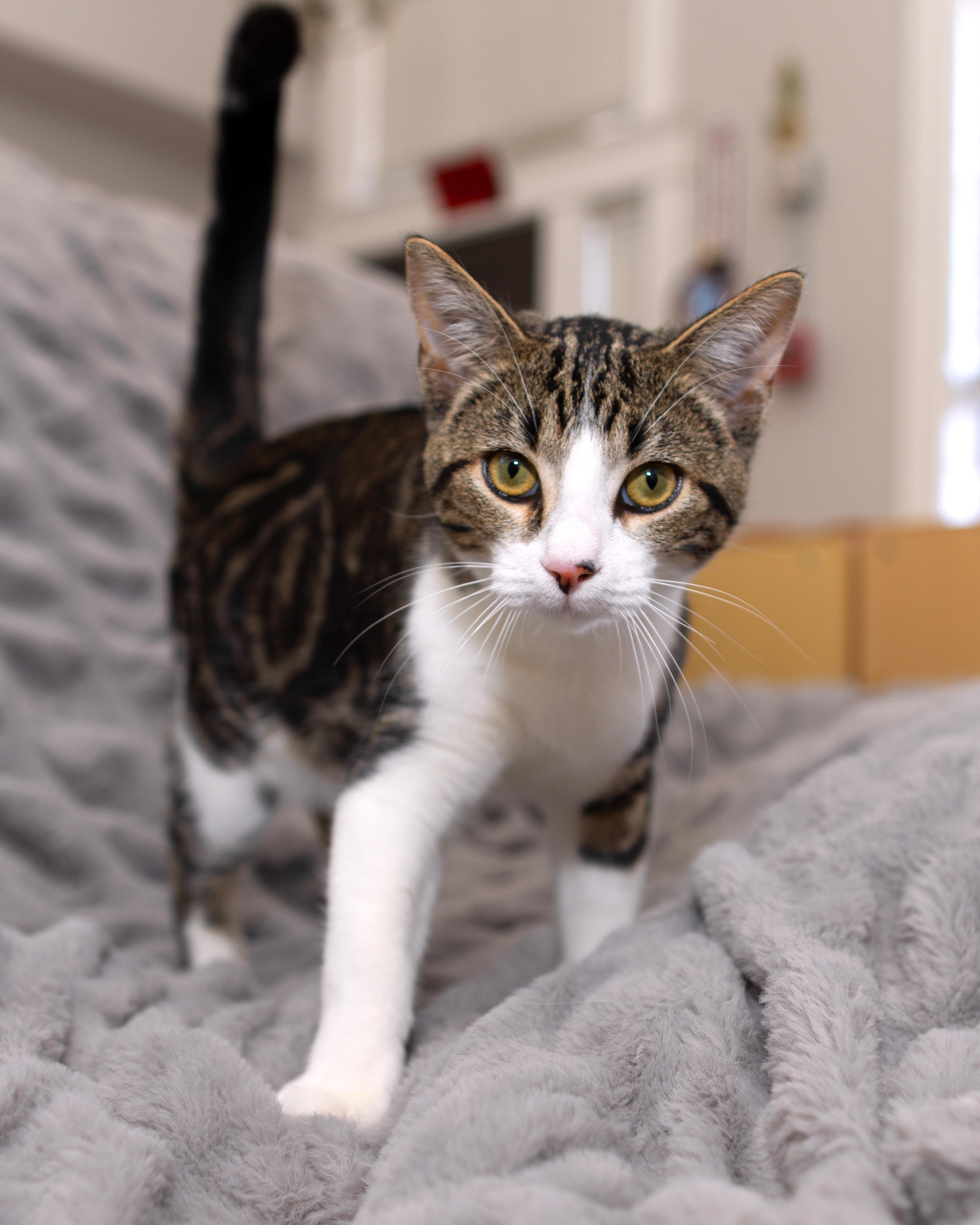 Jefe, Adoptable, Kitten Male Domestic Short Hair.