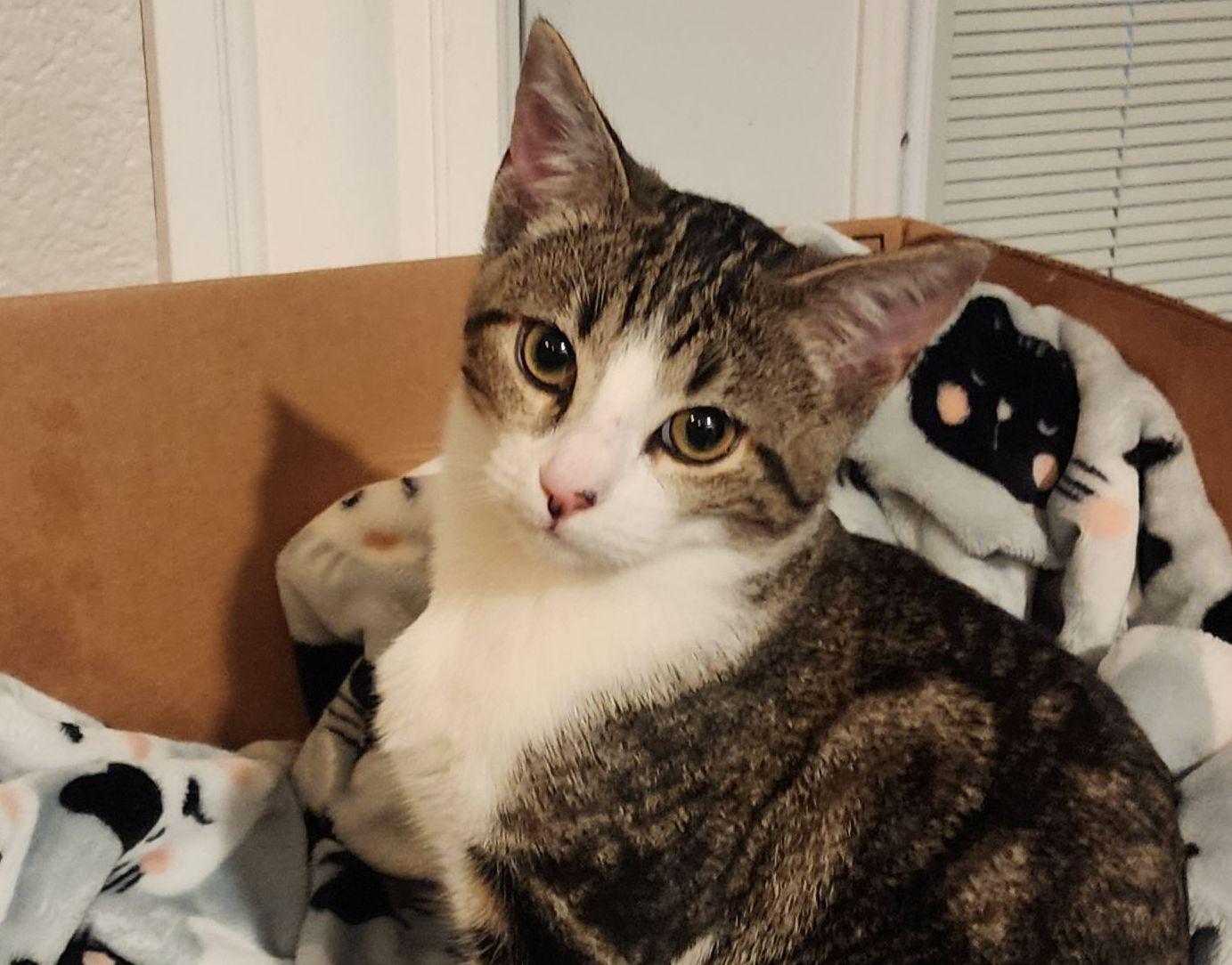 Jefe, a Adoptable Domestic Short Hair in Salinas, CA image 2/3