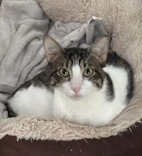 Enlarge Davinci, a Adoptable Domestic Short Hair in Sugar Land, TX image 2/3