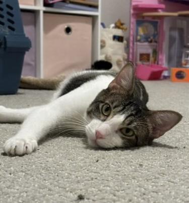 Enlarge Davinci, a Adoptable Domestic Short Hair in Sugar Land, TX image 1/3