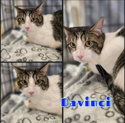 Enlarge Davinci, a Adoptable Domestic Short Hair in Sugar Land, TX image 3/3