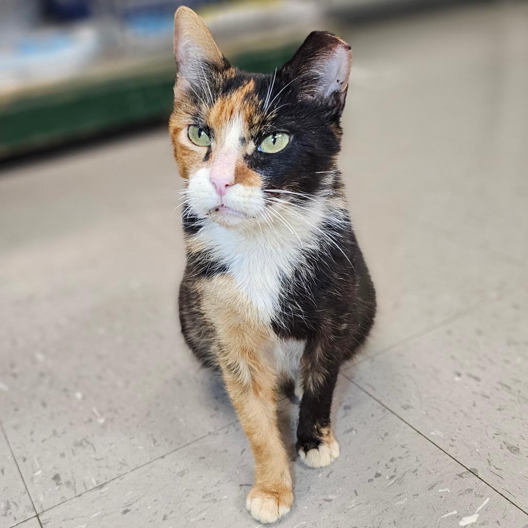 Gigi, Adoptable, Adult Female Domestic Short Hair.