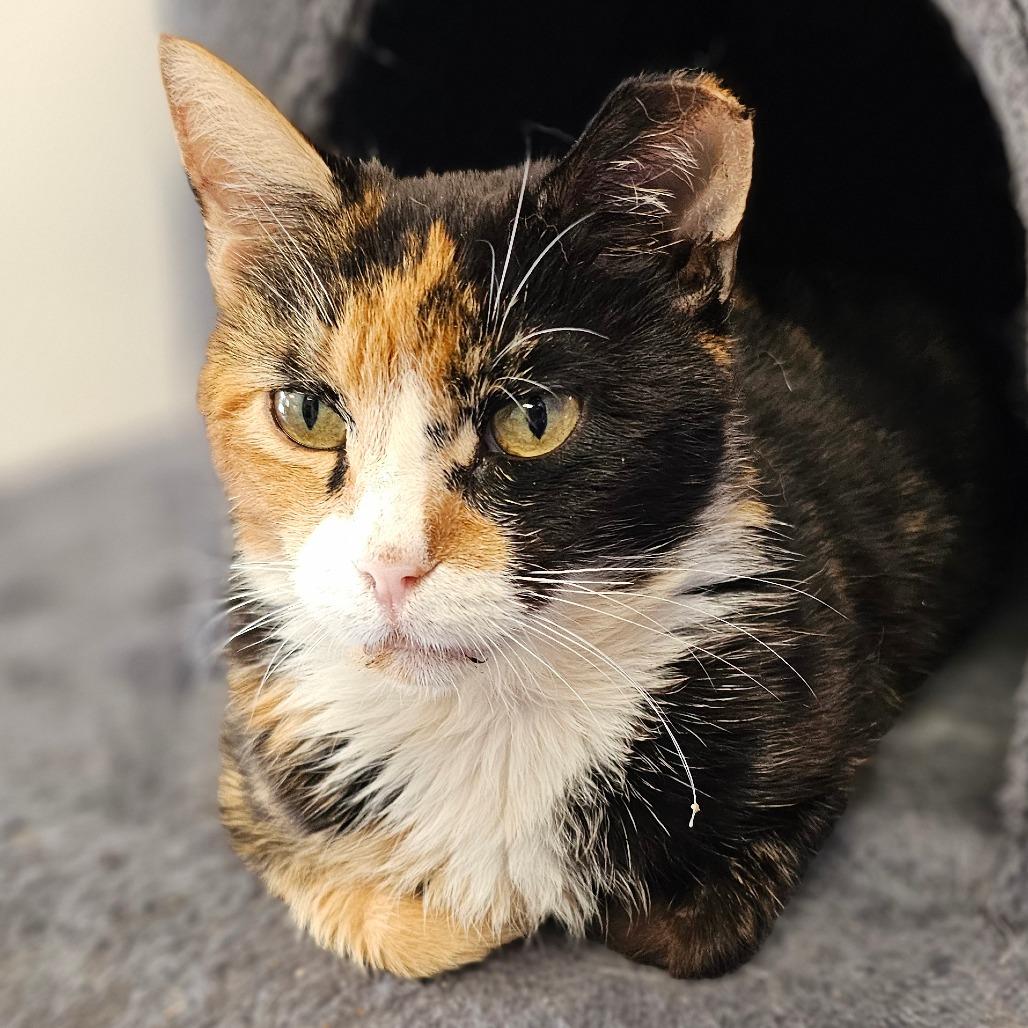 Gigi, a Adoptable Domestic Short Hair in Marysville, OH image 2/5