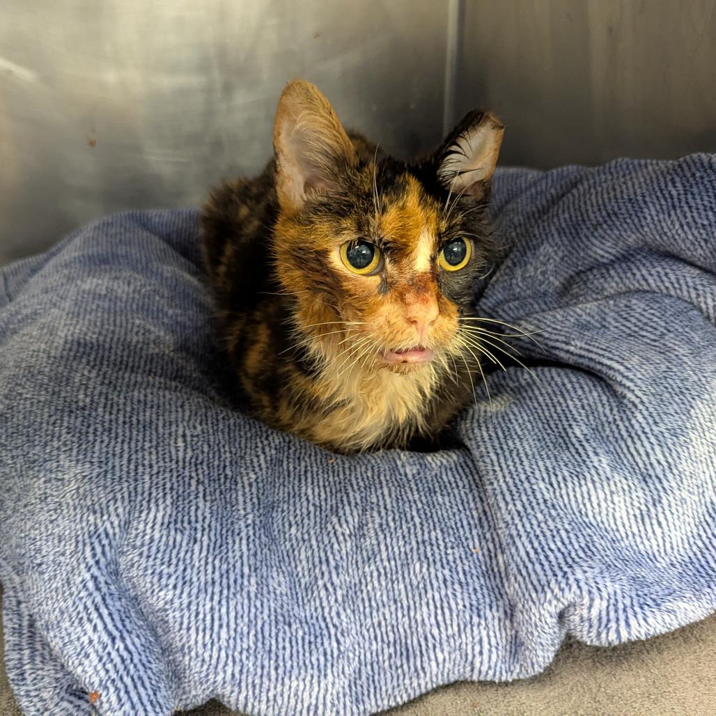 Gigi, a Adoptable Domestic Short Hair in Marysville, OH image 4/5