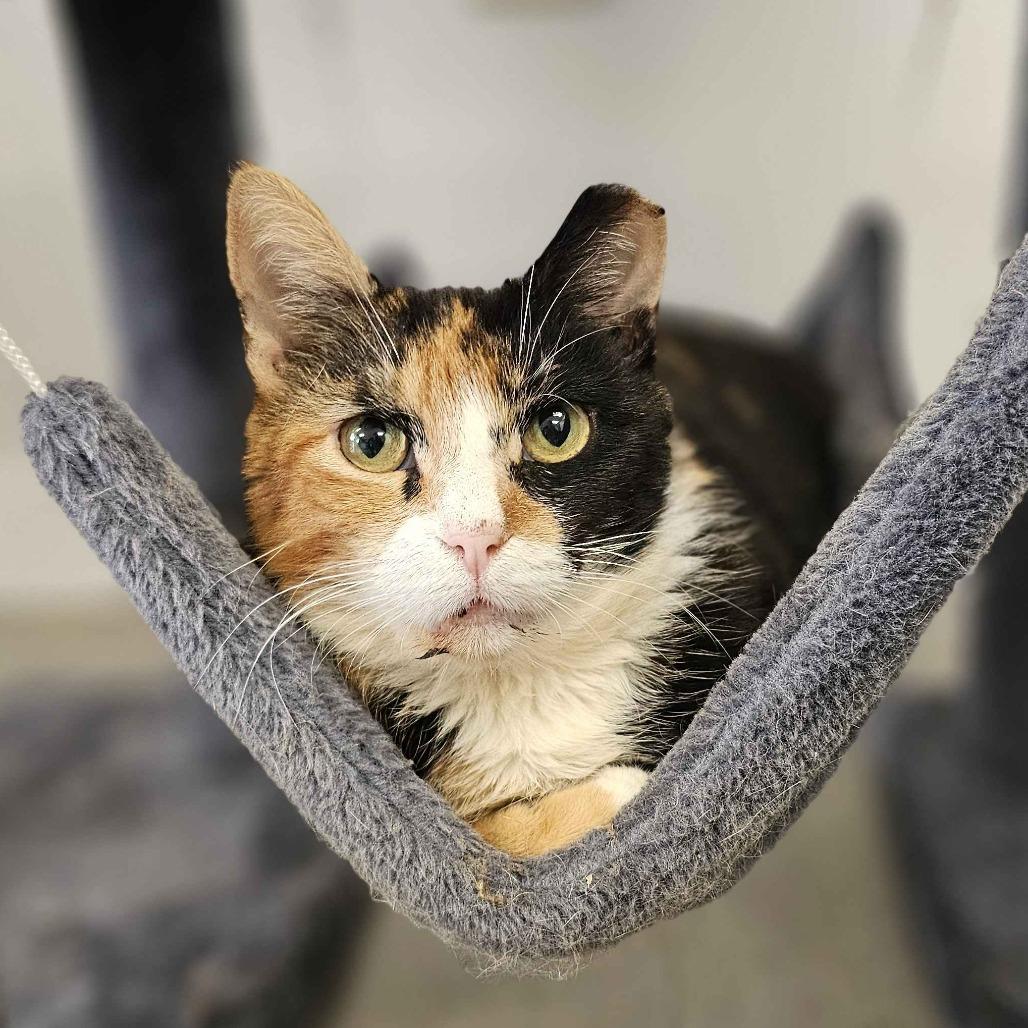 Enlarge Gigi, a Adoptable Domestic Short Hair in Marysville, OH image 5/6