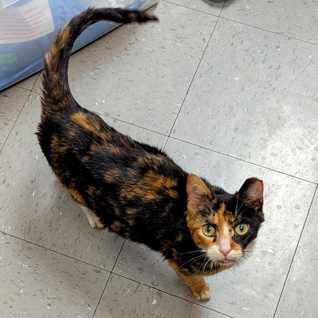 Gigi, a Adoptable Domestic Short Hair in Marysville, OH image 5/5