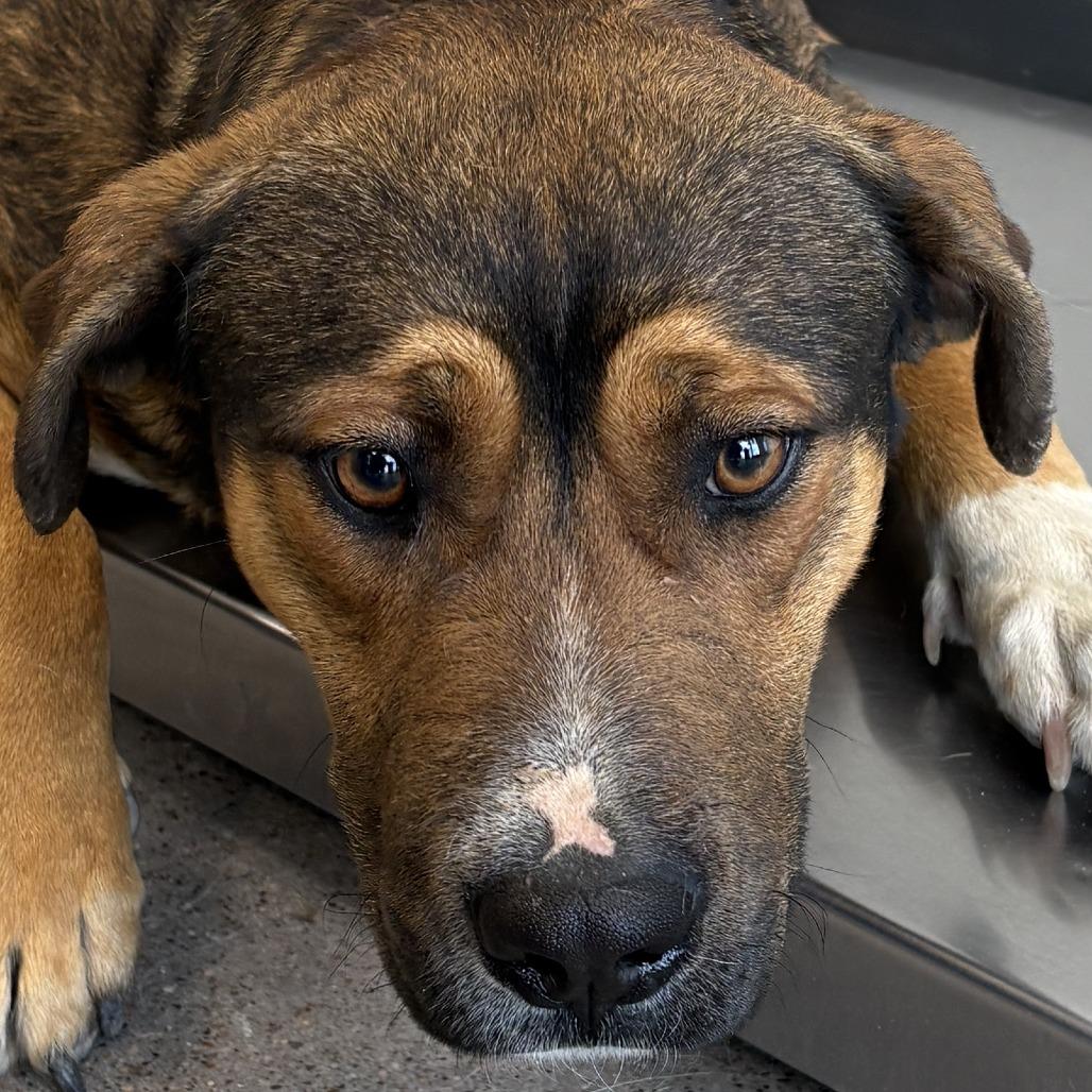 Enlarge Commando, a Adoptable Mixed Breed in Las Cruces, NM image 1/5