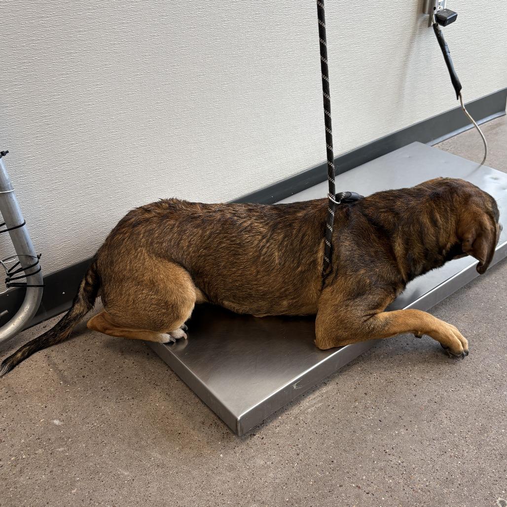 Enlarge Commando, a Adoptable Mixed Breed in Las Cruces, NM image 2/5