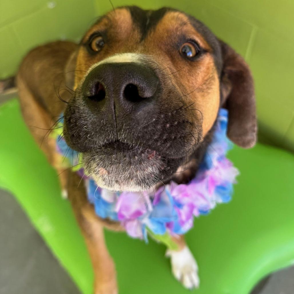 Enlarge Commando, a Adoptable Mixed Breed in Las Cruces, NM image 3/5