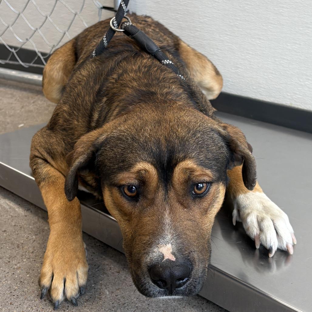 Enlarge Commando, a Adoptable Mixed Breed in Las Cruces, NM image 4/5