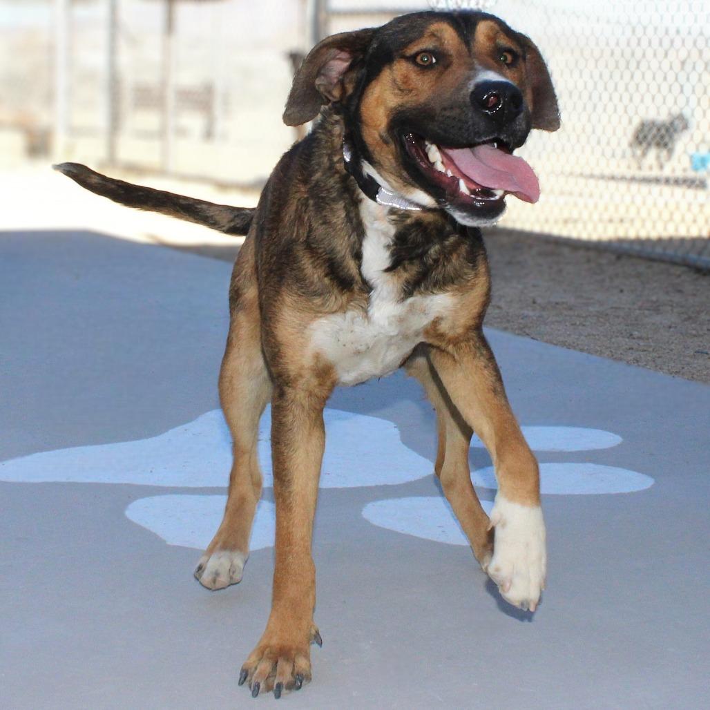 Enlarge Commando, a Adoptable Mixed Breed in Las Cruces, NM image 5/5