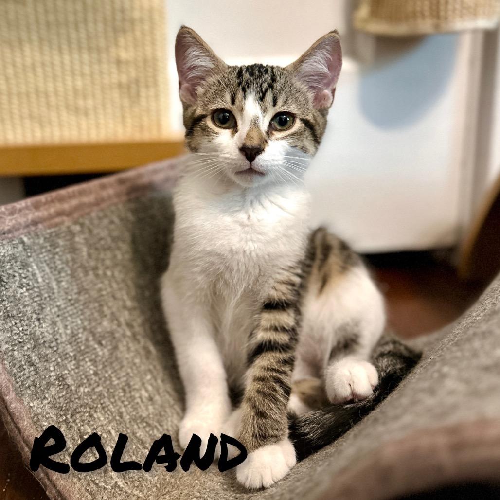 Enlarge Roland, a Adoptable Domestic Short Hair in Ephrata, PA image 1/5