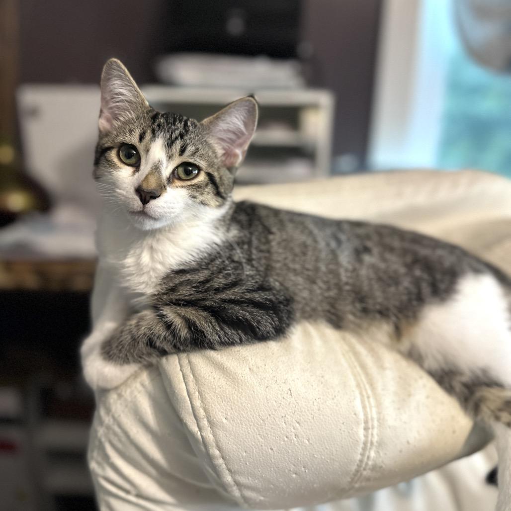 Enlarge Roland, a Adoptable Domestic Short Hair in Ephrata, PA image 2/5