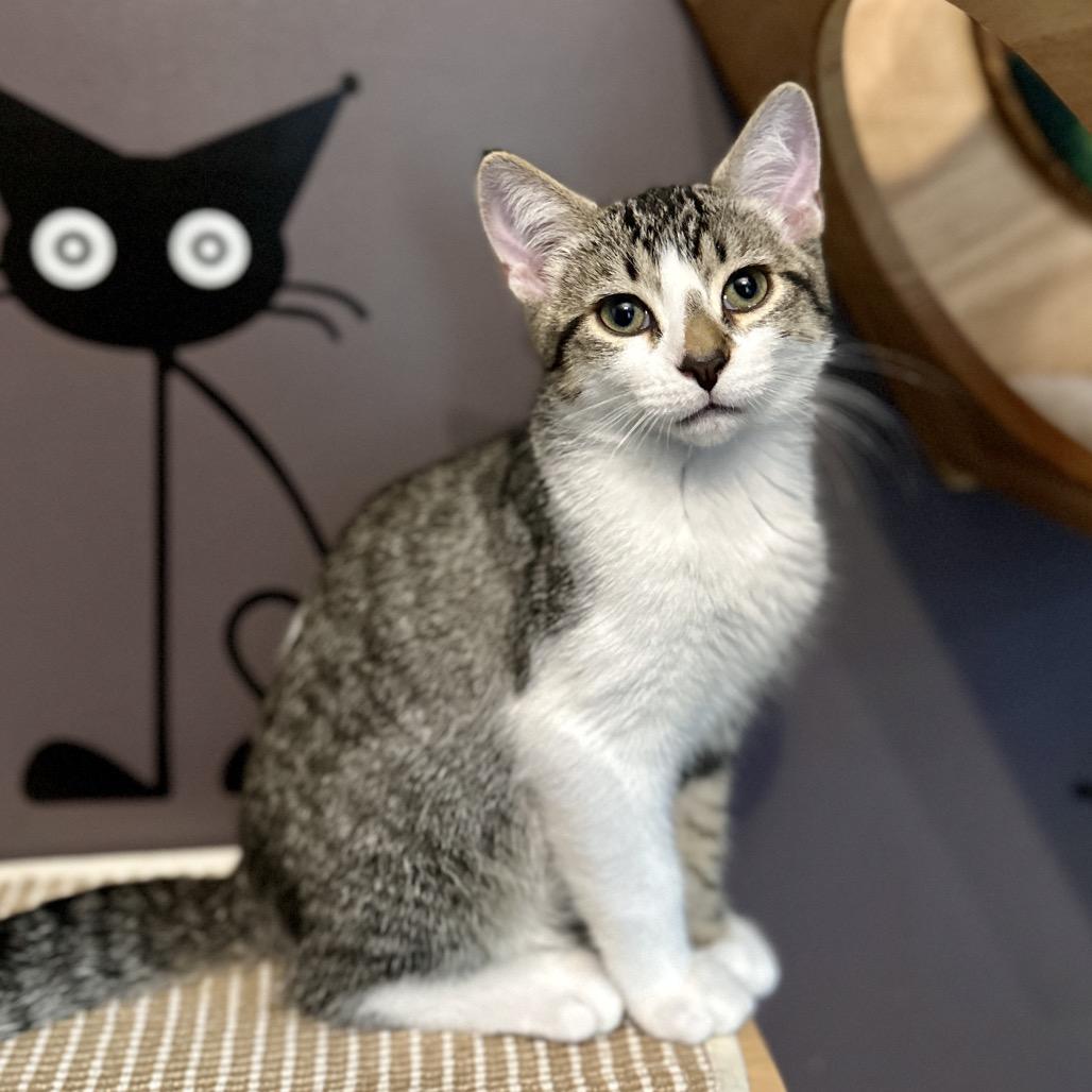 Enlarge Roland, a Adoptable Domestic Short Hair in Ephrata, PA image 3/5