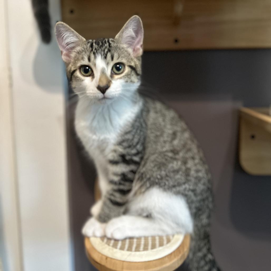 Enlarge Roland, a Adoptable Domestic Short Hair in Ephrata, PA image 4/5