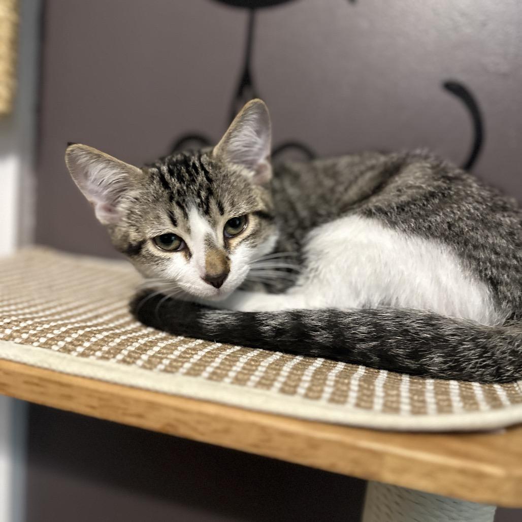 Enlarge Roland, a Adoptable Domestic Short Hair in Ephrata, PA image 5/5