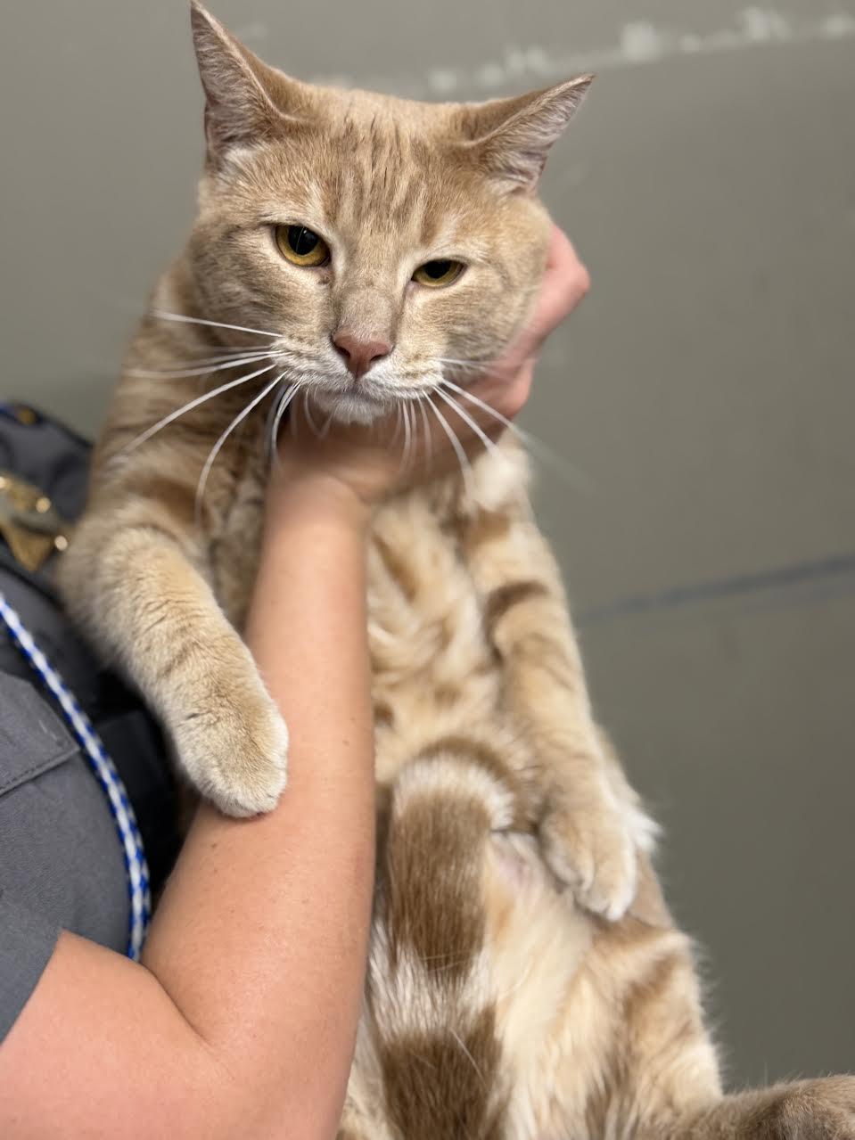 Stanley, ADOPTABLE, Adult Male Domestic Short Hair.
