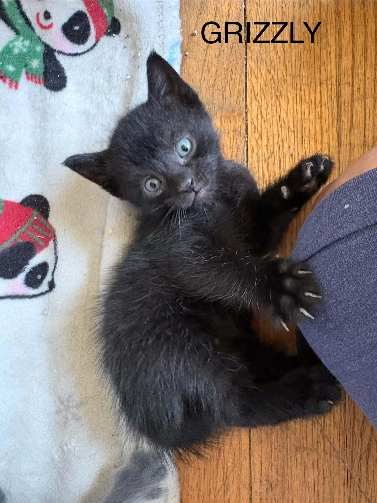 Grizzly, Adoptable, Kitten Female Domestic Short Hair.