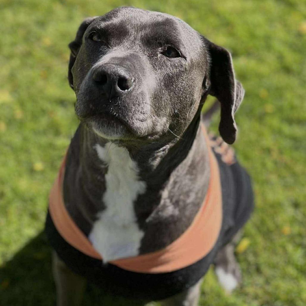 Dot, Adoptable, Senior Female Pit Bull Terrier.