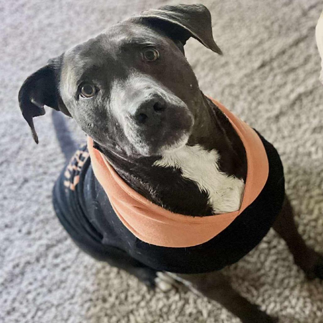 Enlarge Dot, a Adoptable Pit Bull Terrier in Nampa, ID image 2/6