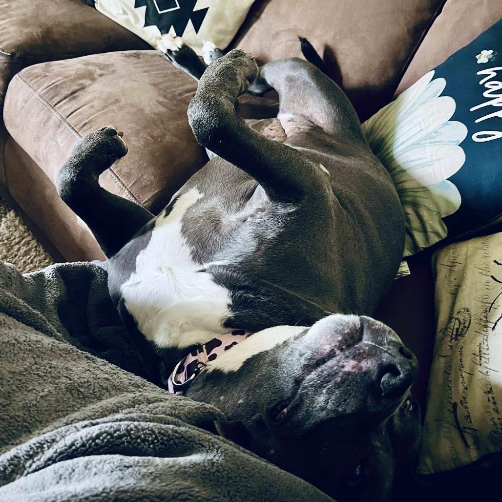 Enlarge Dot, a Adoptable Pit Bull Terrier in Nampa, ID image 3/6