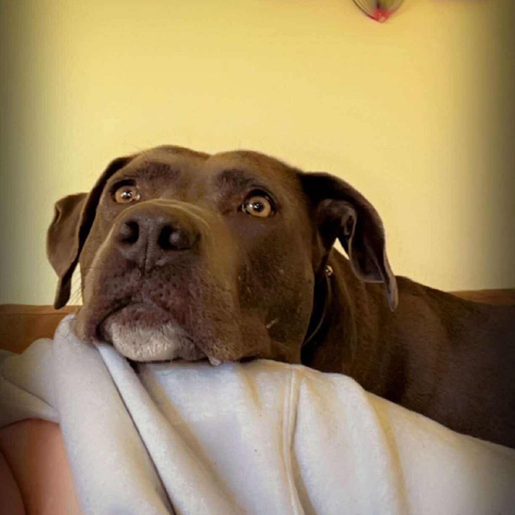 Enlarge Dot, a Adoptable Pit Bull Terrier in Nampa, ID image 4/6