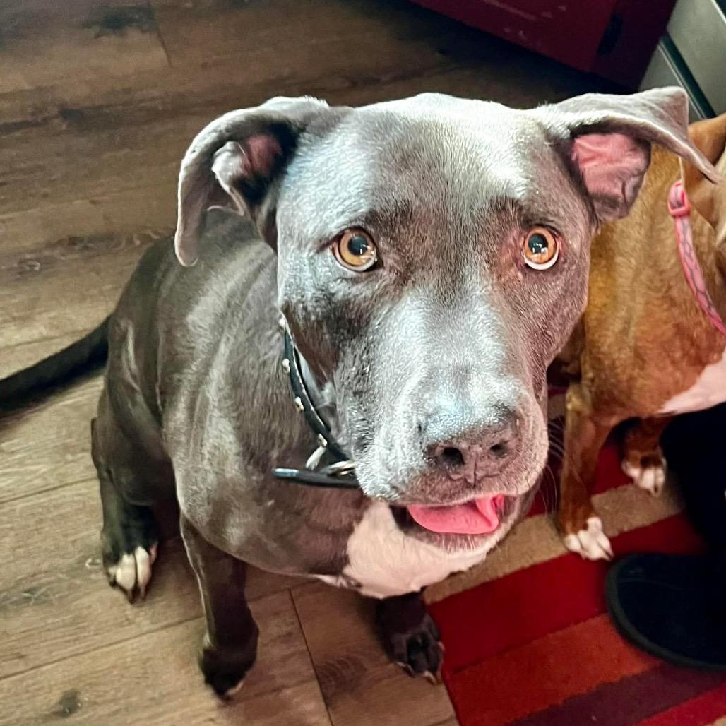 Enlarge Dot, a Adoptable Pit Bull Terrier in Nampa, ID image 4/6