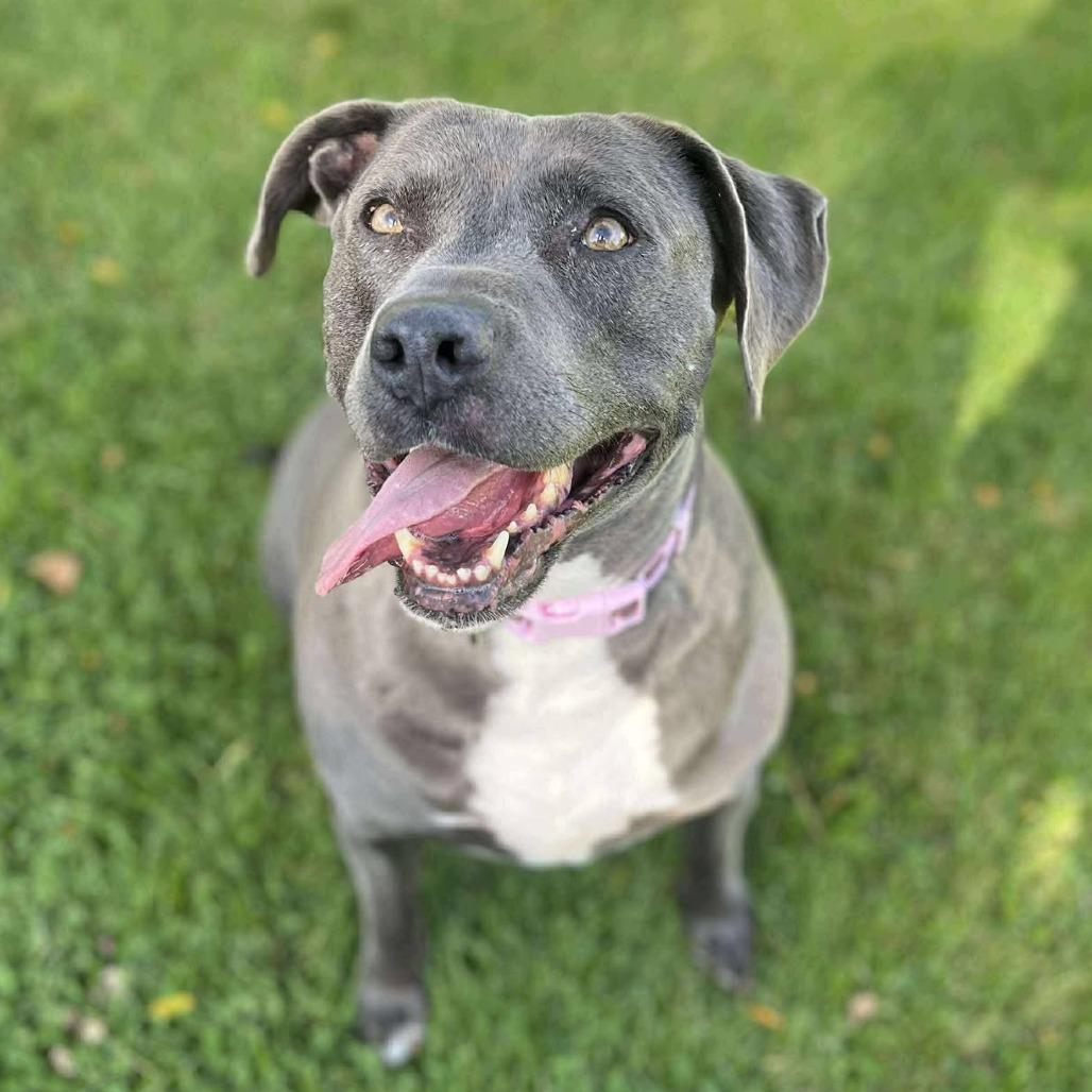 Enlarge Dot, a Adoptable Pit Bull Terrier in Nampa, ID image 5/6