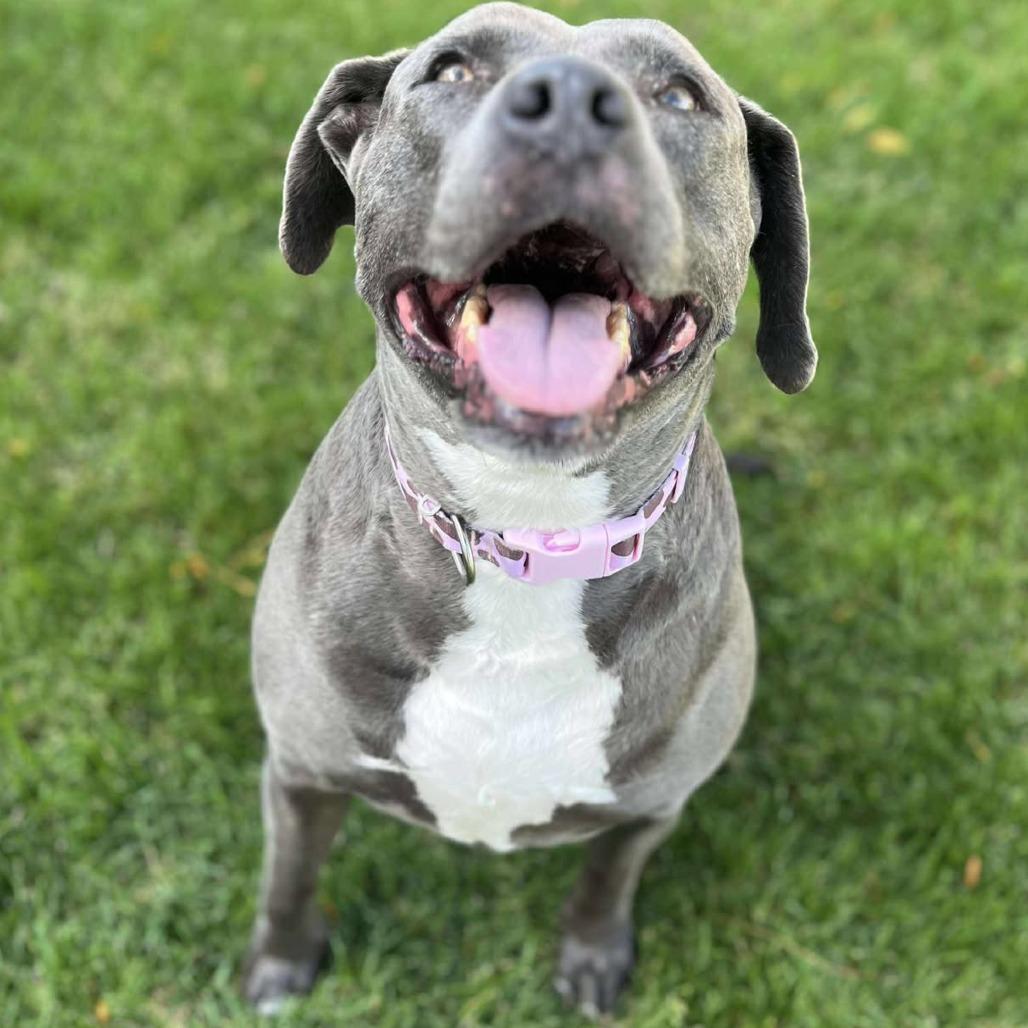 Enlarge Dot, a Adoptable Pit Bull Terrier in Nampa, ID image 6/6
