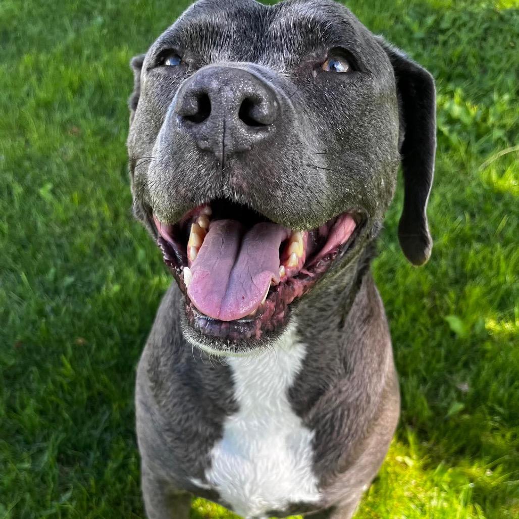 Dot, a Adoptable Pit Bull Terrier in Nampa, ID image 6/6