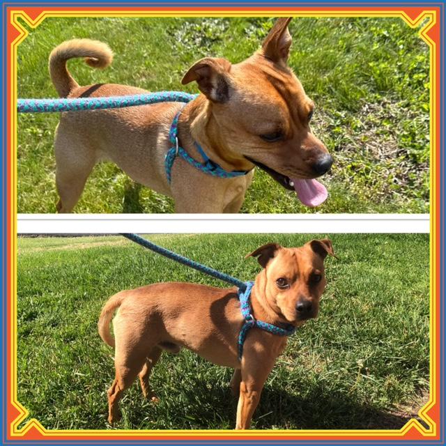 Enlarge CARAMEL, a ADOPTABLE mixed breed in Buckhannon, WV image 1/1
