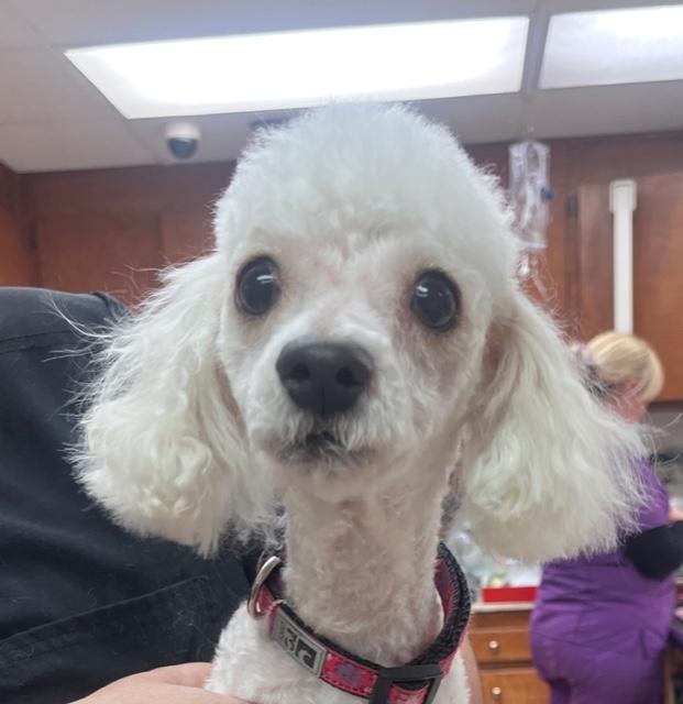 Lamborghini Poodle Dog