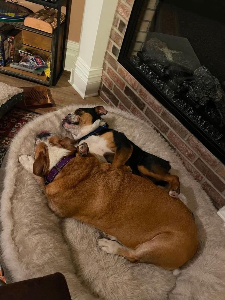 Enlarge Oscar, a Adoptable mixed breed in Rathdrum, ID image 3/6