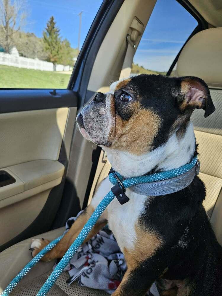 Enlarge Oscar, a Adoptable mixed breed in Rathdrum, ID image 5/6