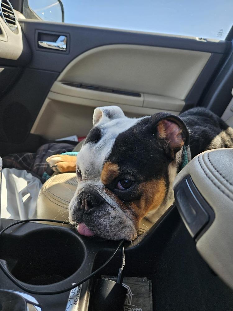 Enlarge Oscar, a Adoptable mixed breed in Rathdrum, ID image 6/6