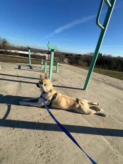 Cali (in foster), Adoptable, Young Female Mixed Breed & Mixed Breed.