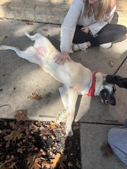 Cali, Adoptable, Young Female Mixed Breed & Mixed Breed.