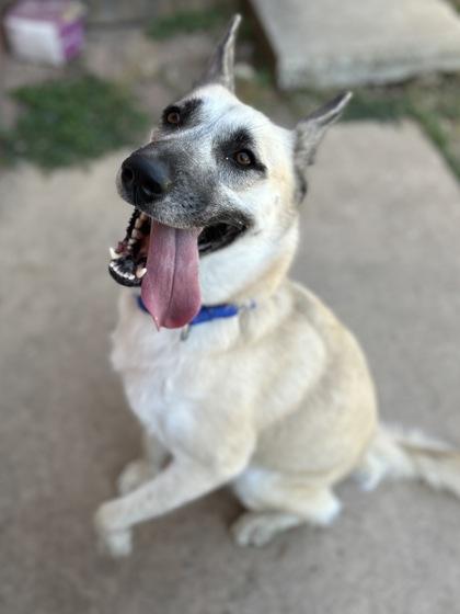 Cali, a Adoptable Mixed Breed in San Marcos, TX image 1/3