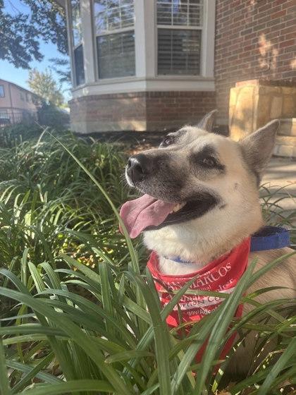 Enlarge Cali, a Adoptable Mixed Breed in San Marcos, TX image 2/3